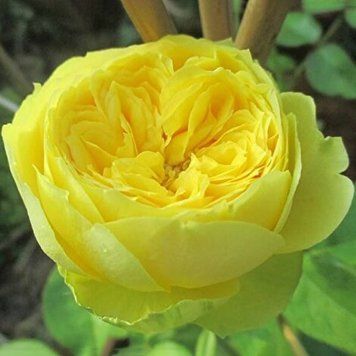 Троянда чайно-гібридна ''Каталіна'' ROSE 'CATALINA' висота 40-50 см Ніжно-жовтий 352 фото
