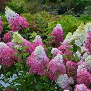 Гортензія волотиста &laquo;Сандей Фрейз&raquo; HYDRANGEA PANICULATA &lsquo;SUNDAY FRAISE&rsquo; глечик 5 л ЗКС, висота 50-70 см Кремово-білий, рожевий 1021 фото