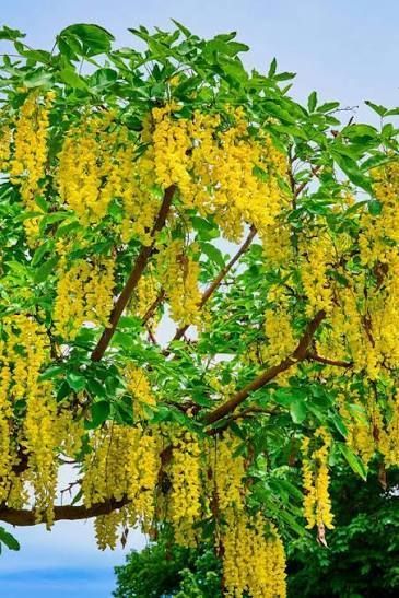 Бобовник "Золотой дождь" (Laburnum anagyroides) Ярко-желтый 971 фото