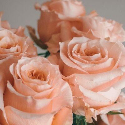 Роза чайно-гибридная 'Шиммер' ROSE 'SHIMMER' высота 80-150 см Персиковый 402 фото