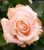 Роза чайно-гибридная 'Шиммер' ROSE 'SHIMMER' высота 80-150 см Персиковый 402 фото