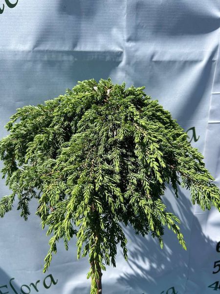 Ялівець на штамбі 'Грін Карпет' JUNIPERUS "GREEN CARPET" висота 120 см Зелений 537 фото