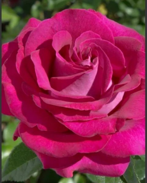 Троянда ''Бель Рівз'' ROSE 'BELLES RIVES' на штамбі висота 140-160 см Малиновий 302 фото