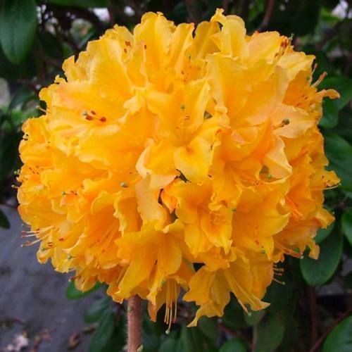 Азалія листопадна "Голден Лайтс" AZALEA 'GOLDEN LIGHTS' глечик 4 л Золотисто-жовтий 773 фото
