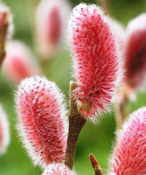 Верба 'Маунт Асо' SALIX GRACILISTYLA&nbsp;"MOUNT ASO" на штамбі, висота 140-160 см, глечик 2 л ЗКС, Рожевий 210 фото