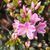 Азалия японская вечнозеленая "Кермезина Роуз" AZALEA JAPONICA 'KERMESINA ROSE' кувшин 3 л Розовый 1121 фото