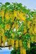 Бобовник "Золотой дождь" (Laburnum anagyroides) Ярко-желтый 971 фото 4