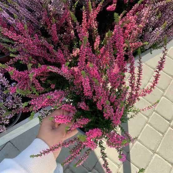 Вереск кувшин 2 л ЗКС, высота 30-35 см CALLUNA VULGARIS RASPBERRY Малиновый 823 фото