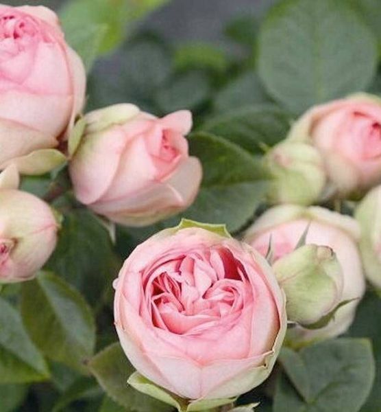 Махрова Английская плетистая роза ''Брайдл Пиано'' ROSE 'BRIDAL PIANO' Нежно-розовый 501 фото