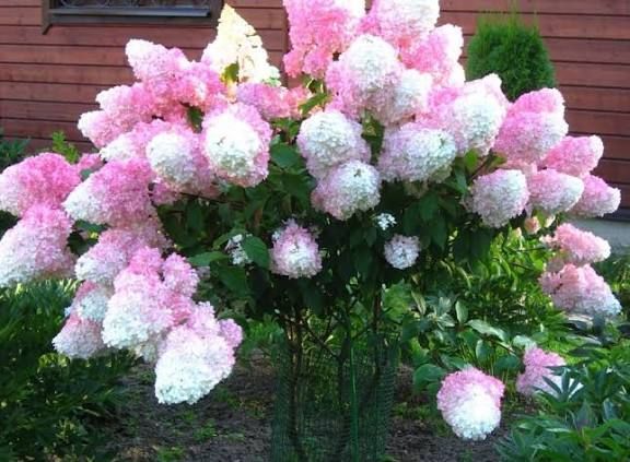 Гортензія волотиста &laquo;Сандей Фрейз&raquo; HYDRANGEA PANICULATA &lsquo;SUNDAY FRAISE&rsquo; глечик 5 л ЗКС, висота 50-70 см Кремово-білий, рожевий 1021 фото