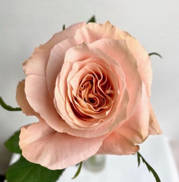 Роза чайно-гибридная 'Шиммер' ROSE 'SHIMMER' высота 80-150 см Персиковый 402 фото
