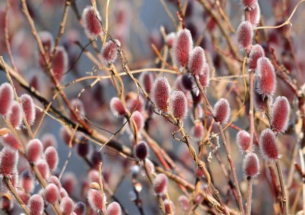 Верба 'Маунт Асо' SALIX GRACILISTYLA&nbsp;"MOUNT ASO" на штамбі, висота 140-160 см, глечик 2 л ЗКС, Рожевий 210 фото