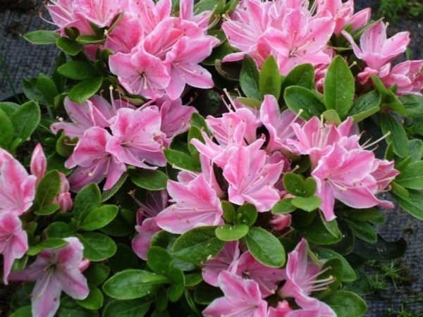 Азалия японская вечнозеленая "Кермезина Роуз" AZALEA JAPONICA 'KERMESINA ROSE' кувшин 3 л Розовый 1121 фото