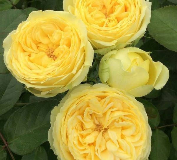 Троянда чайно-гібридна ''Каталіна'' ROSE 'CATALINA' висота 40-50 см Ніжно-жовтий 352 фото
