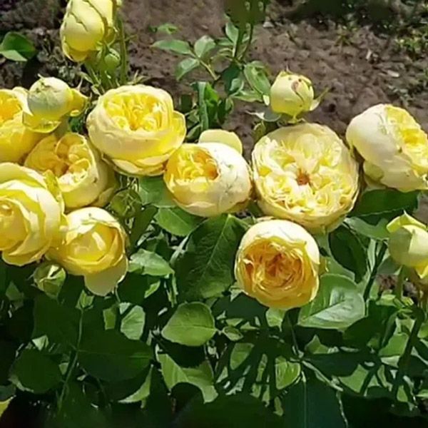 Троянда чайно-гібридна ''Каталіна'' ROSE 'CATALINA' висота 40-50 см Ніжно-жовтий 352 фото