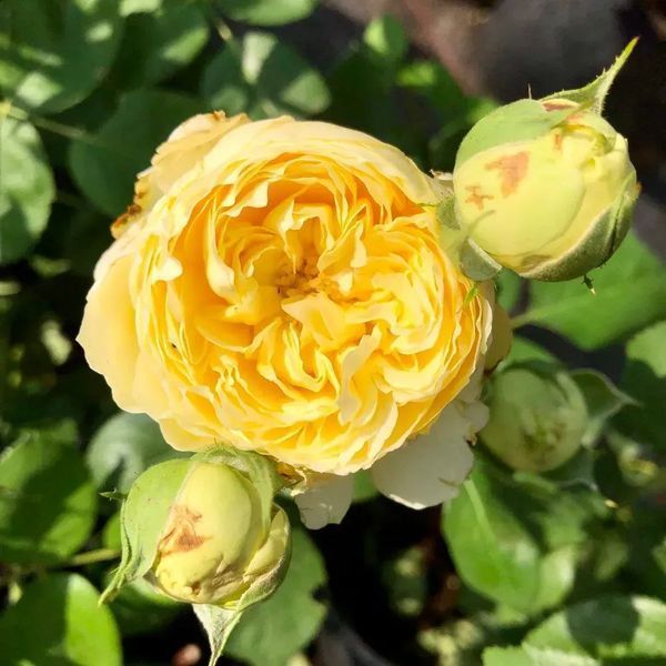 Троянда чайно-гібридна ''Каталіна'' ROSE 'CATALINA' висота 40-50 см Ніжно-жовтий 352 фото