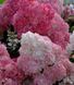 Гортензія волотиста &laquo;Сандей Фрейз&raquo; HYDRANGEA PANICULATA &lsquo;SUNDAY FRAISE&rsquo; глечик 5 л ЗКС, висота 50-70 см Кремово-білий, рожевий 1021 фото 2
