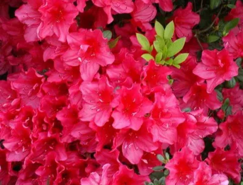 Азалія японська вічнозелена "Арабеска" AZALEA JAPONICA 'ARABESKA' глечик 3 л Червоний 126 фото