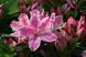 Азалия японская вечнозеленая "Кермезина Роуз" AZALEA JAPONICA 'KERMESINA ROSE' кувшин 3 л Розовый 1121 фото 2