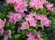 Азалия японская вечнозеленая "Кермезина Роуз" AZALEA JAPONICA 'KERMESINA ROSE' кувшин 3 л Розовый 1121 фото 3