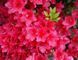 Азалія японська вічнозелена "Арабеска" AZALEA JAPONICA 'ARABESKA' глечик 3 л Червоний 126 фото 2