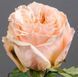 Роза чайно-гибридная 'Шиммер' ROSE 'SHIMMER' высота 80-150 см Персиковый 402 фото 2