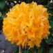 Азалія листопадна "Голден Лайтс" AZALEA 'GOLDEN LIGHTS' глечик 4 л Золотисто-жовтий 773 фото 3