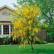 Бобовник "Золотой дождь" (Laburnum anagyroides) Ярко-желтый 971 фото 3