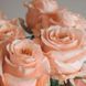 Роза чайно-гибридная 'Шиммер' ROSE 'SHIMMER' высота 80-150 см Персиковый 402 фото 4