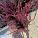 Вереск кувшин 2 л ЗКС, высота 30-35 см CALLUNA VULGARIS RASPBERRY Малиновый 823 фото 2