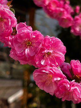 Декоративно-плодовий персик на штамбі "Prunus persica" 150-200 см Рожевий 1072 фото
