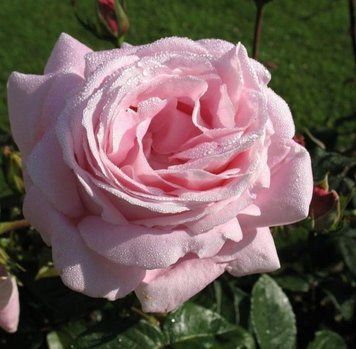 Троянда чайно-гібридна ''Миріям'' ROSE 'MYRIAM' висота 80-150 см Ніжно-рожевий 403 фото