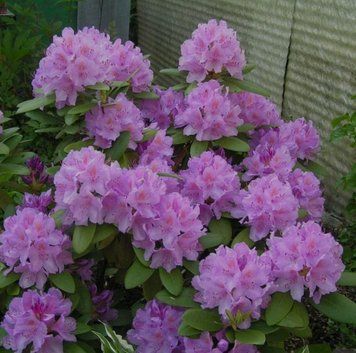 Рододендрон ''Гранді-флорум'' RHODODENDRON 'GRANDIFLORUM' висота 60 см Лілово-лавандовий 581 фото