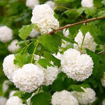 Калина &laquo;Бульденеж&raquo; (VIBURNUM OPULUS &lsquo;Boule de Neige&rsquo;) Бело-кремовый 922 фото