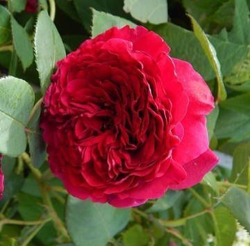 Махровая Английская плетистая роза ''Роза 4 ветров'' ROSE ' LA ROSE DES 4 VENTS' Малиновый 502 фото