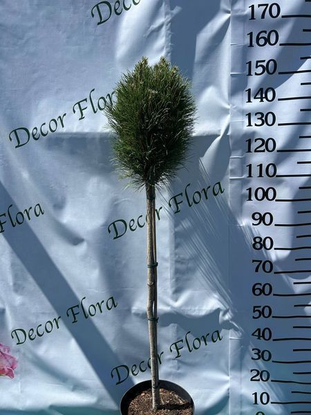 Сосна на штамбі 'Самер Бріз' PINUS NIGRA "SUMMER BREEZ" висота 150 см Зелений 538 фото
