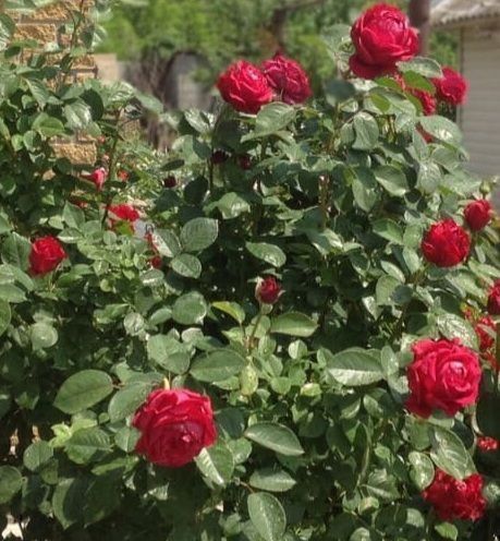 Махровая Английская плетистая роза ''Роза 4 ветров'' ROSE ' LA ROSE DES 4 VENTS' Малиновый 502 фото