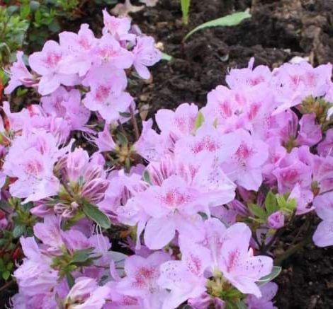 Азалія японська вічнозелена "Ледіканенс" AZALEA JAPONICA 'LEDIKANENSE' глечик 1,5 л Cвітло-бузковий 127 фото