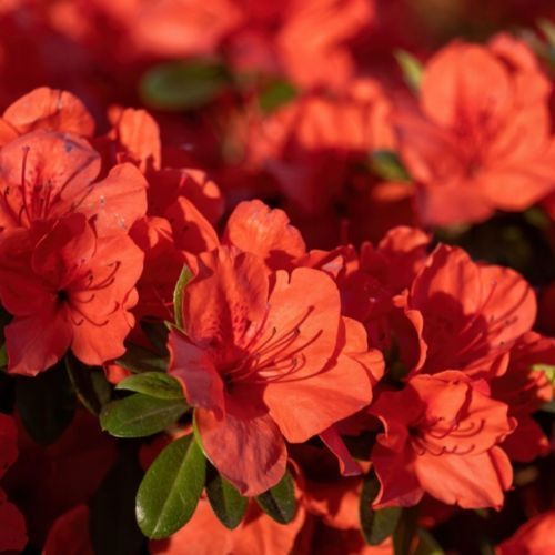 Азалия японская вечнозеленая "Гейша Оранж" AZALEA JAPONICA 'GEISHA ORANGE' кувшин 2 л Оранжевый 1122 фото