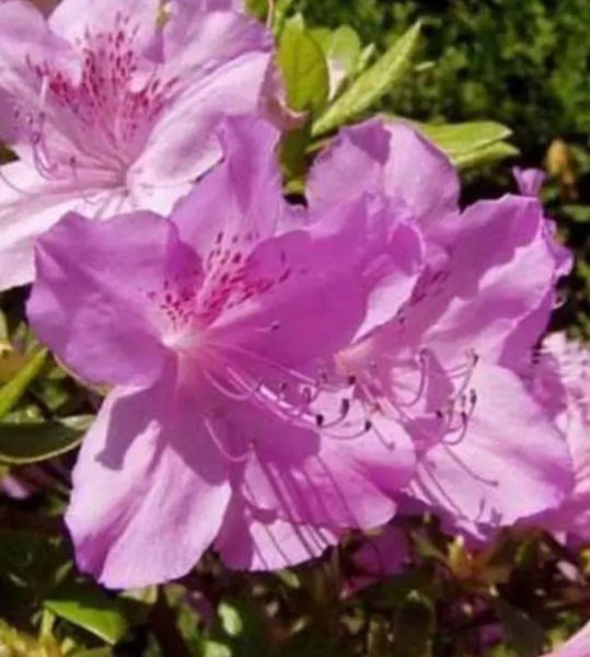 Азалія японська вічнозелена "Ледіканенс" AZALEA JAPONICA 'LEDIKANENSE' глечик 1,5 л Cвітло-бузковий 127 фото