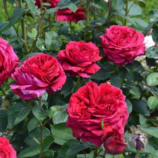 Махровая Английская плетистая роза ''Роза 4 ветров'' ROSE ' LA ROSE DES 4 VENTS' Малиновый 502 фото