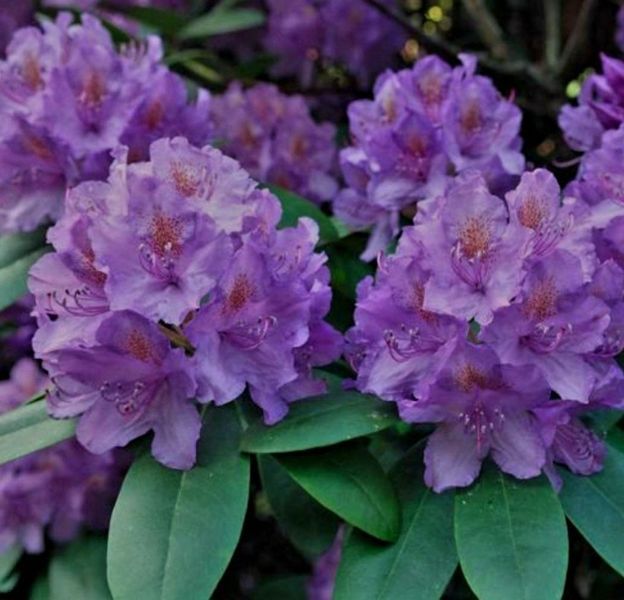 Рододендрон ''Гранди-флорум'' RHODODENDRON 'GRANDIFLORUM' высота 60 см Лилово-лавандовый 581 фото