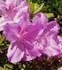 Азалія японська вічнозелена "Ледіканенс" AZALEA JAPONICA 'LEDIKANENSE' глечик 1,5 л Cвітло-бузковий 127 фото 3