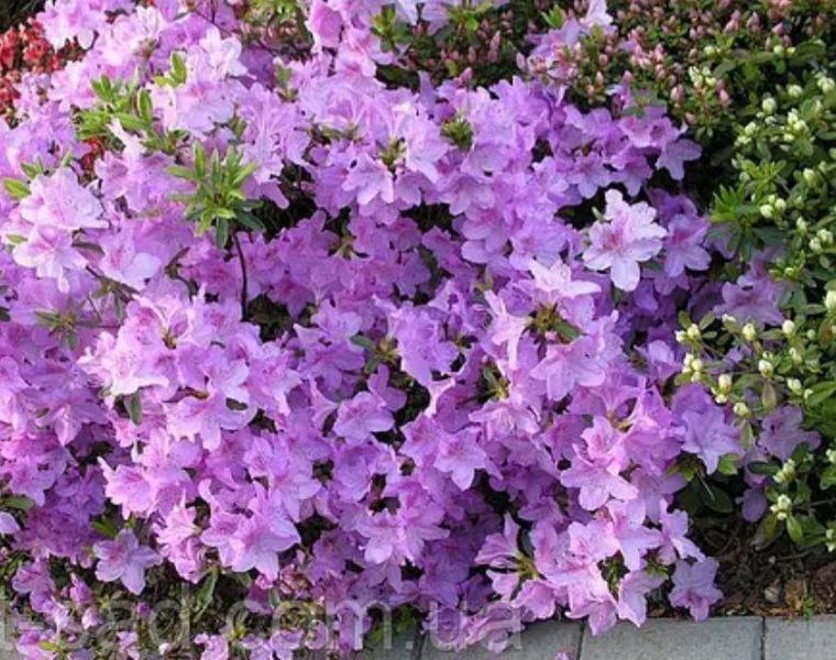 Азалія японська вічнозелена "Ледіканенс" AZALEA JAPONICA 'LEDIKANENSE' глечик 1,5 л Cвітло-бузковий 127 фото