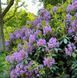 Рододендрон ''Гранди-флорум'' RHODODENDRON 'GRANDIFLORUM' высота 60 см Лилово-лавандовый 581 фото 5