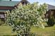 Калина &laquo;Бульденеж&raquo; (VIBURNUM OPULUS &lsquo;Boule de Neige&rsquo;) Біло-кремовий 922 фото 4