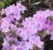 Азалія японська вічнозелена "Ледіканенс" AZALEA JAPONICA 'LEDIKANENSE' глечик 1,5 л Cвітло-бузковий 127 фото 1