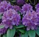 Рододендрон ''Гранди-флорум'' RHODODENDRON 'GRANDIFLORUM' высота 60 см Лилово-лавандовый 581 фото 4
