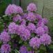 Рододендрон ''Гранди-флорум'' RHODODENDRON 'GRANDIFLORUM' высота 60 см Лилово-лавандовый 581 фото 1