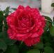 Троянда чайно-гібридна ''Ред Інтуішн'' ROSE 'RED INTUITION' висота 80-150 см Червоний 353 фото 1